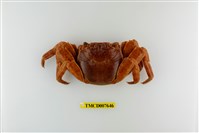 藏品(白紋方蟹)的圖片